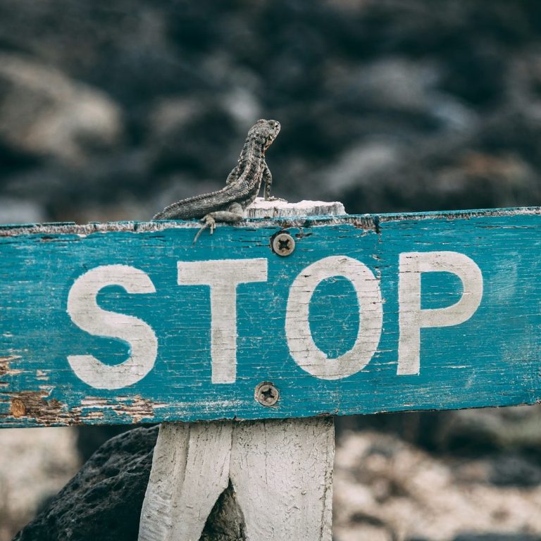 Verhaltensinhibition Eidechse sitzt auf einem alten Stoppschild vor einer felsigen Umgebung.