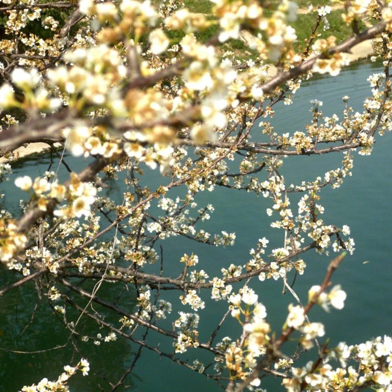 Blüten Blühende Zweige mit weißen Blüten über einem ruhigen Gewässer.